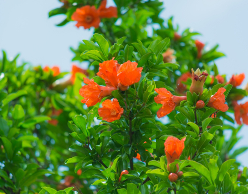 柘榴の花