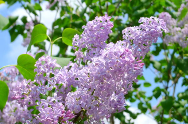 エルメス ライラック リラの花の美しい紫カラー エルメス買取販売専門店sbbt